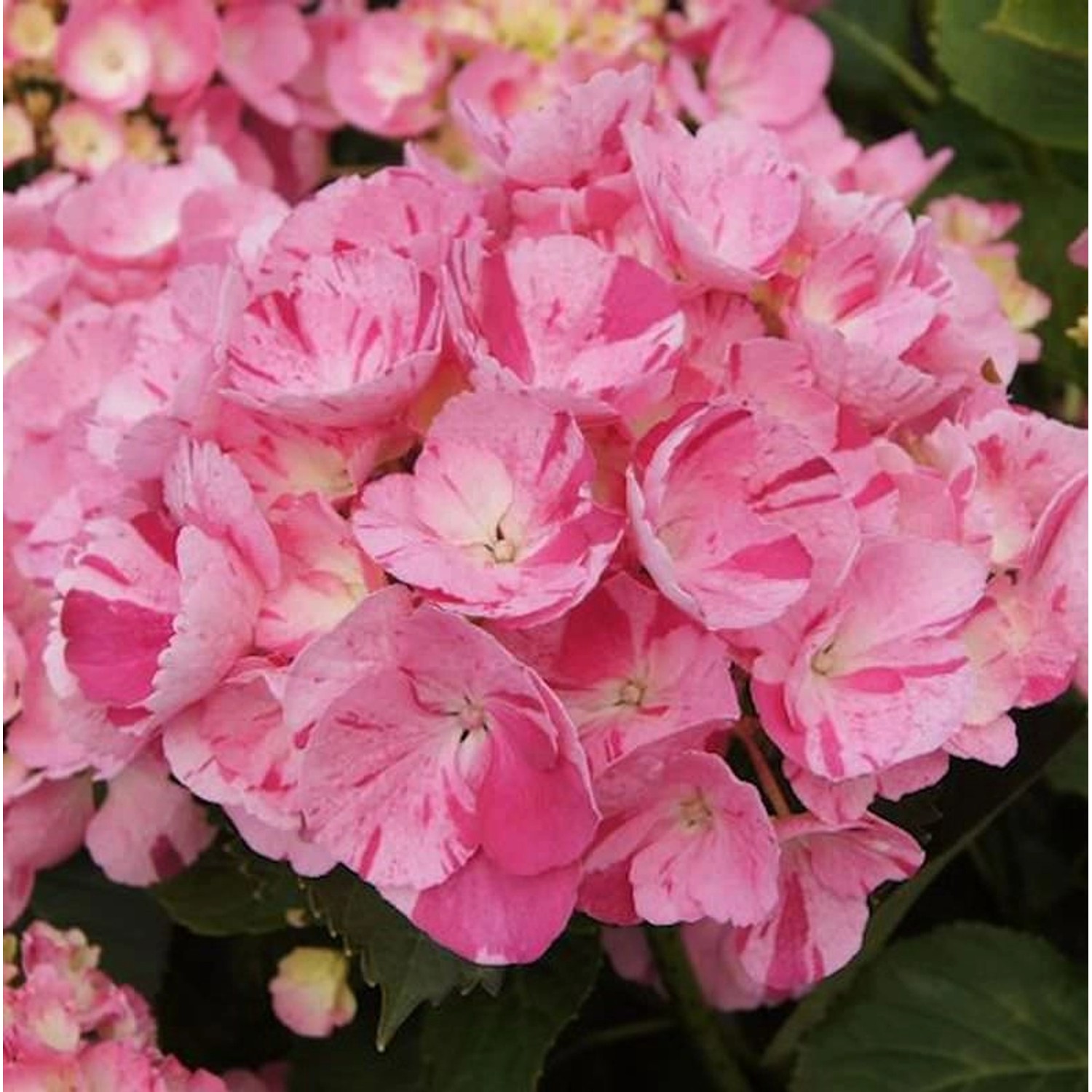 Bauernhortensie Sweet Fantasy 30-40cm - Hydrangea macrophylla günstig online kaufen