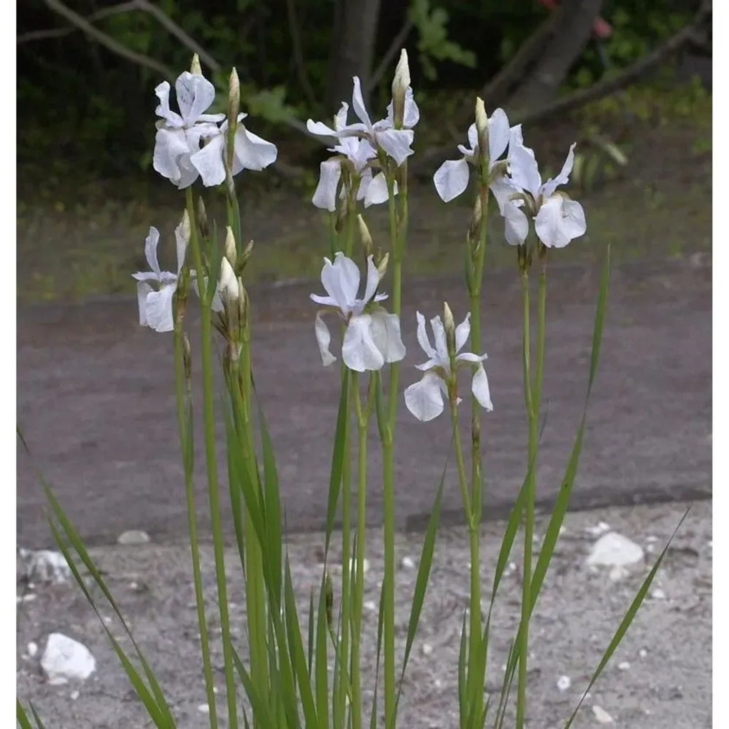 Zwerg-Schwertlilie - Iris,utescens