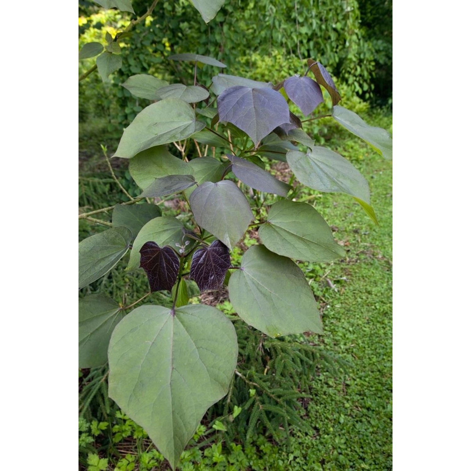 Catalpa Erubescens Purpurea Purpur-Trompetenbaum 80–100 cm günstig online kaufen