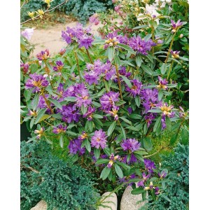 Immergrüner Rhododendron Govenianum mit rosa-violetten Blüten im Garten.