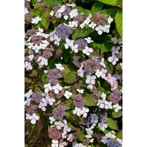 Detailaufnahme der blau blühenden Hydrangea Serrata Bluebird, einer blühenden Zimmerpflanze.