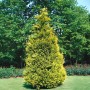 Goldgelbe Chamaecyparis lawsoniana 'Stewartii' Heckenpflanze, 80-100 cm hoch.