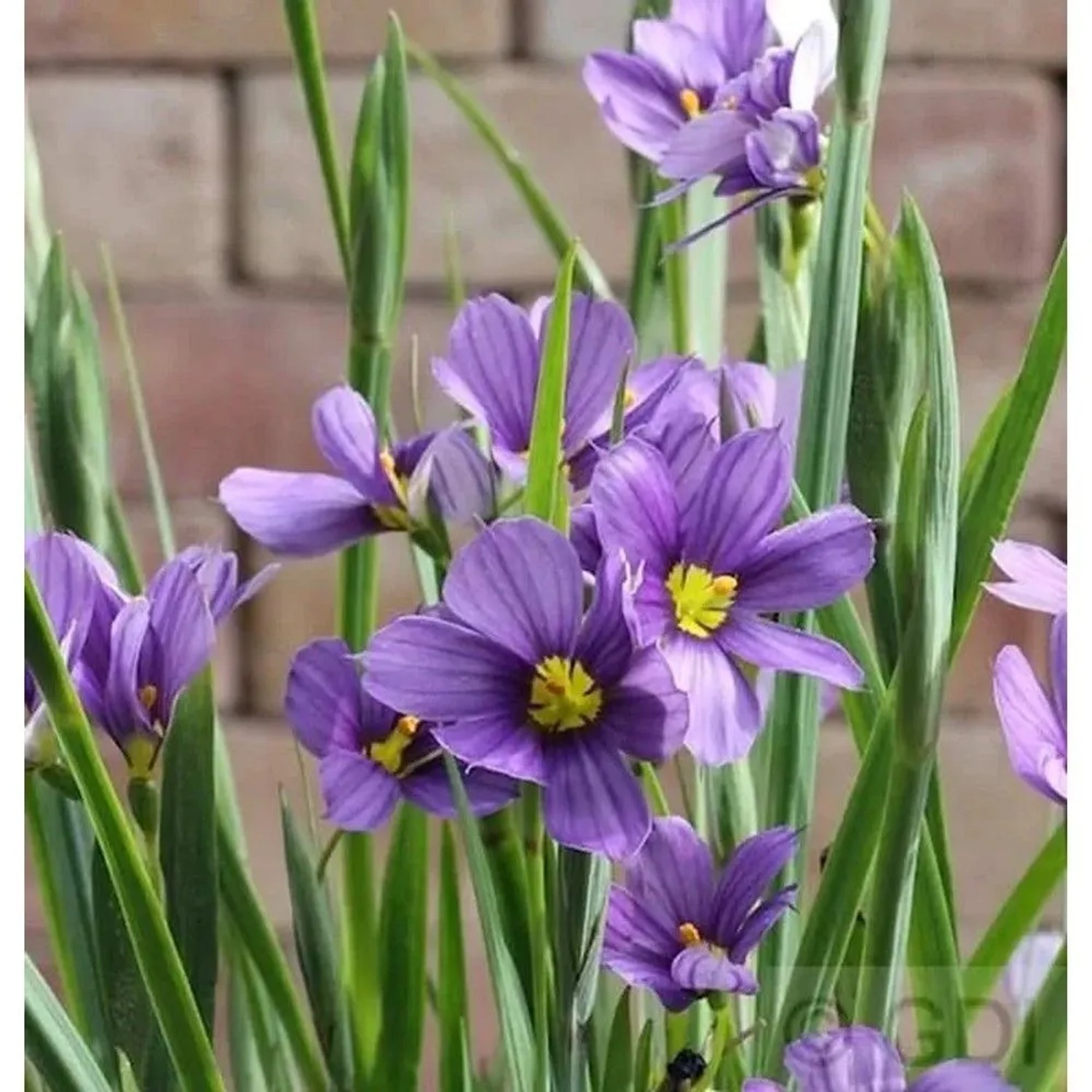 Binsenlilie Lucerne - Sisyrinchium angustifolium