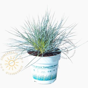 GROW by OBI Blauschwingel Compacta Blue im Topf, blau-grünes Ziergras.