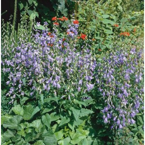 Acker-Glockenblume (Campanula Rapunculoides) im Garten, violett-blaue Blütenpracht der Staude.
