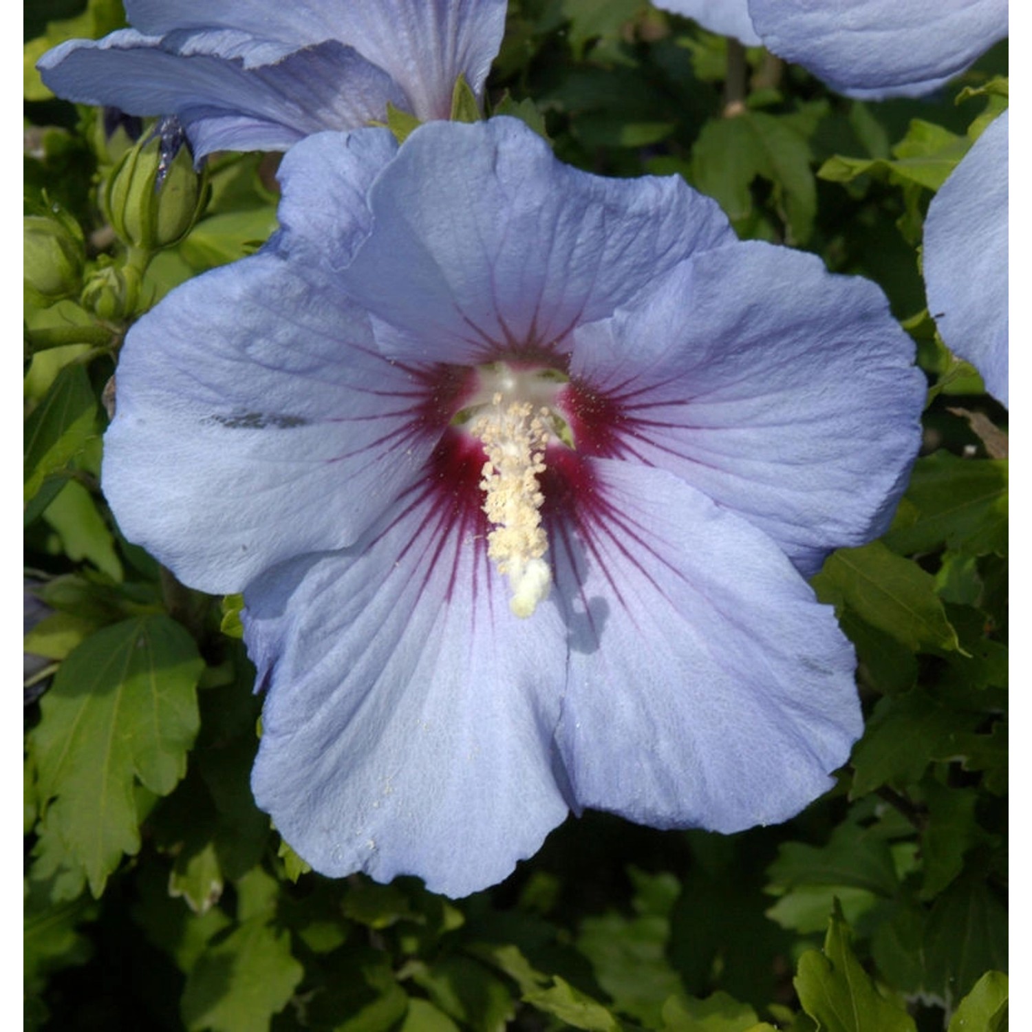 Rosen Eibisch Blue Bird 60-80cm - Hibiscus syriacus günstig online kaufen