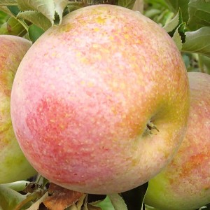 Säulenapfel Pompink 80 - 100 cm Malus domestica