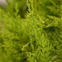 Detailaufnahme der goldgelben Nadeln einer Chamaecyparis lawsoniana Stewartii Heckenpflanze.