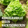 Salatkopf im Garten, geschützt mit Compo Schneckenkorn. Molluskizid zur Schneckenbekämpfung.