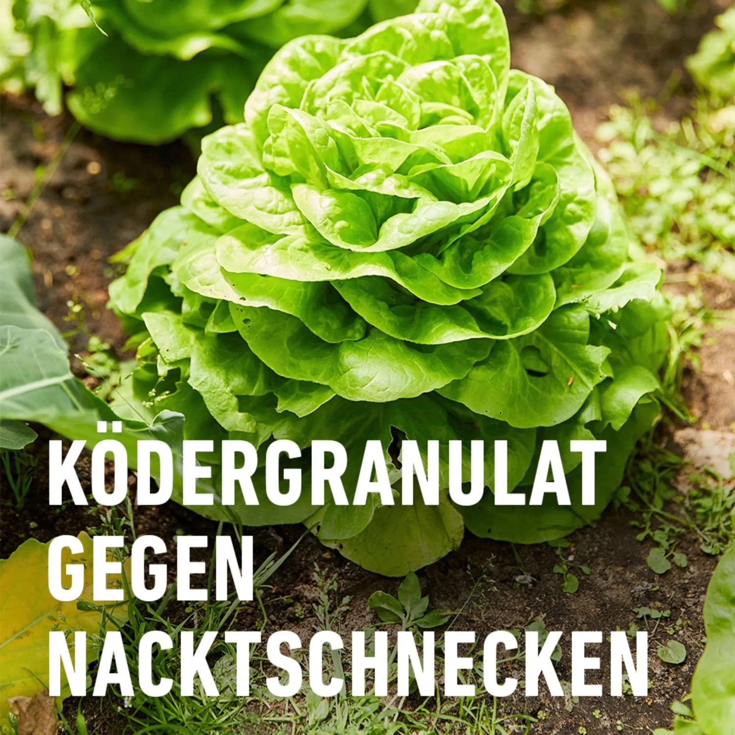 Salatkopf im Garten, geschützt mit Compo Schneckenkorn. Molluskizid zur Schneckenbekämpfung.