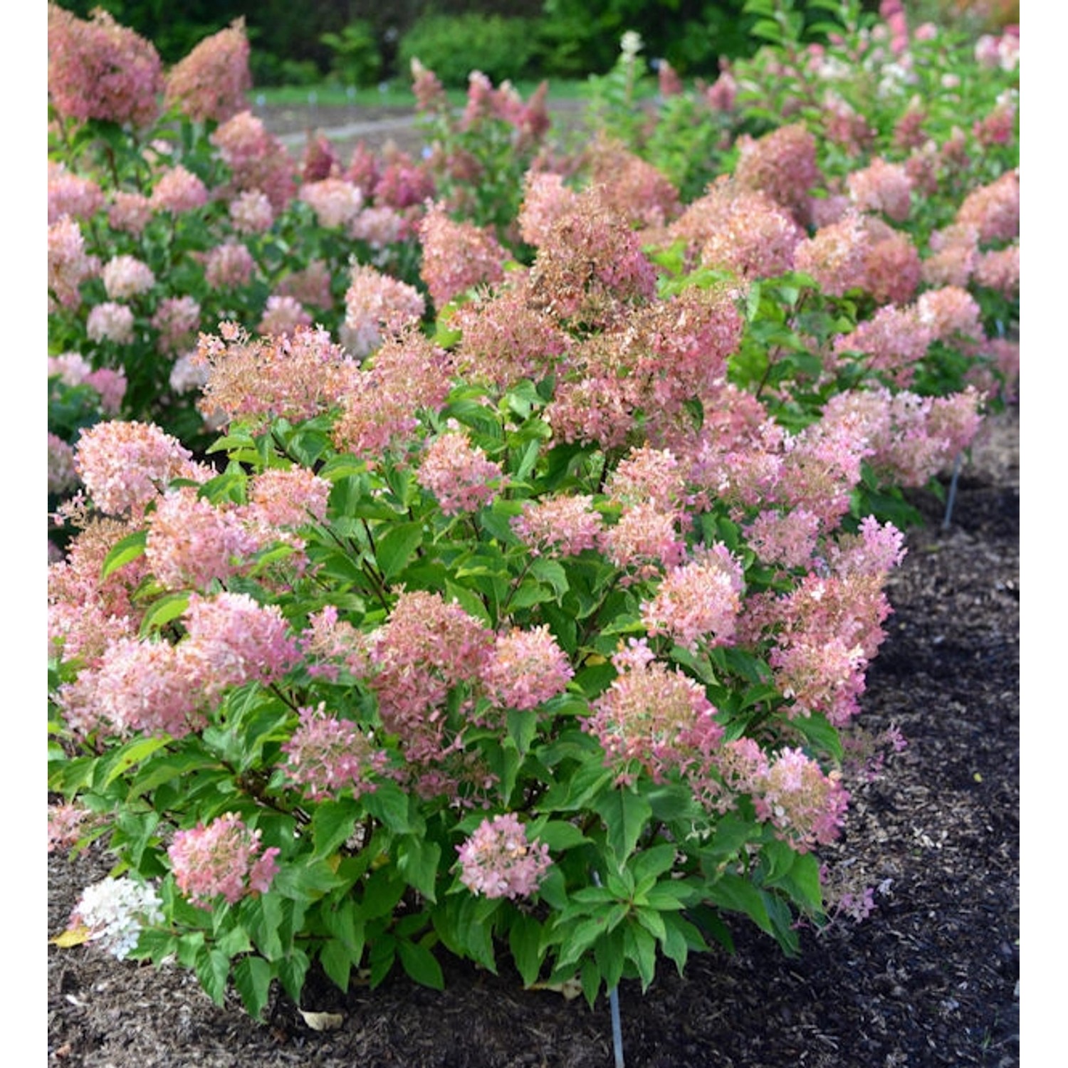 Rispenhortensie Pink Lady 40-60cm - Hydrangea paniculata günstig online kaufen