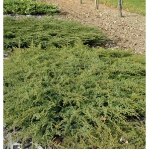 Kriechender Heidewacholder 'Hornibrook', ein hellgrüner Strauch für den Garten.
