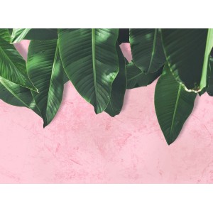 Fototapete mit grünen Blättern auf rosa Hintergrund, Botanical Design.
