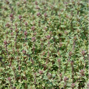 Echter Zitronen Thymian Lemon - Thymus citriodorus