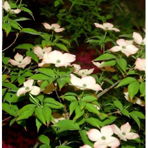 Blühender Hartriegel 'Blooming Pink Tetra' mit rosa Blüten und grünen Blättern.