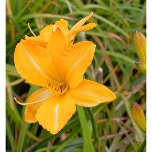Goldgelbe Taglilie 'Golden Prize' (Hemerocallis cultorum) im Detail.