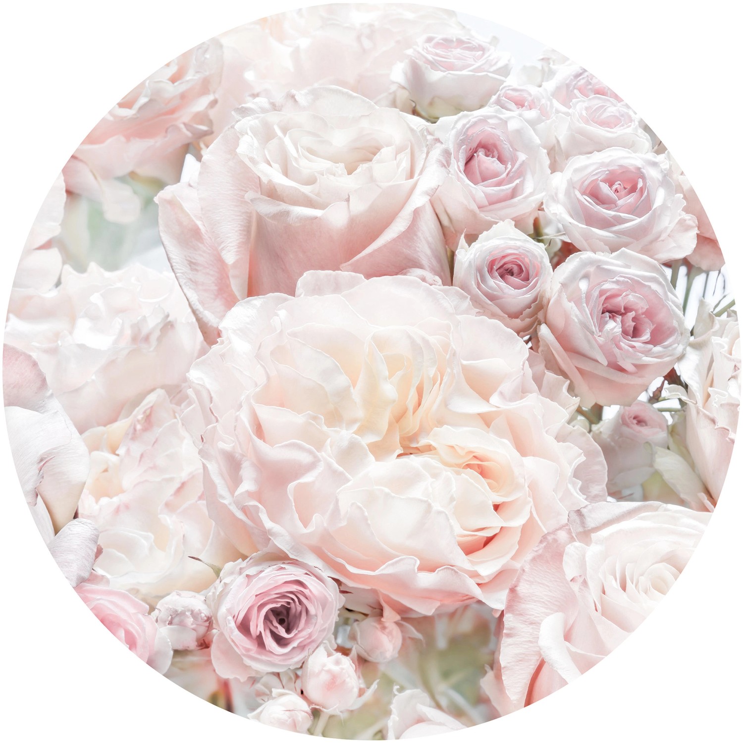 Komar Vliesfototapete Dot Pink and Cream Roses selbstklebend Ø 125 cm