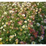 Blütenmeer: Spanisches Gänseblümchen (Erigeron karvinskianus) mit weißen und rosa Blüten.