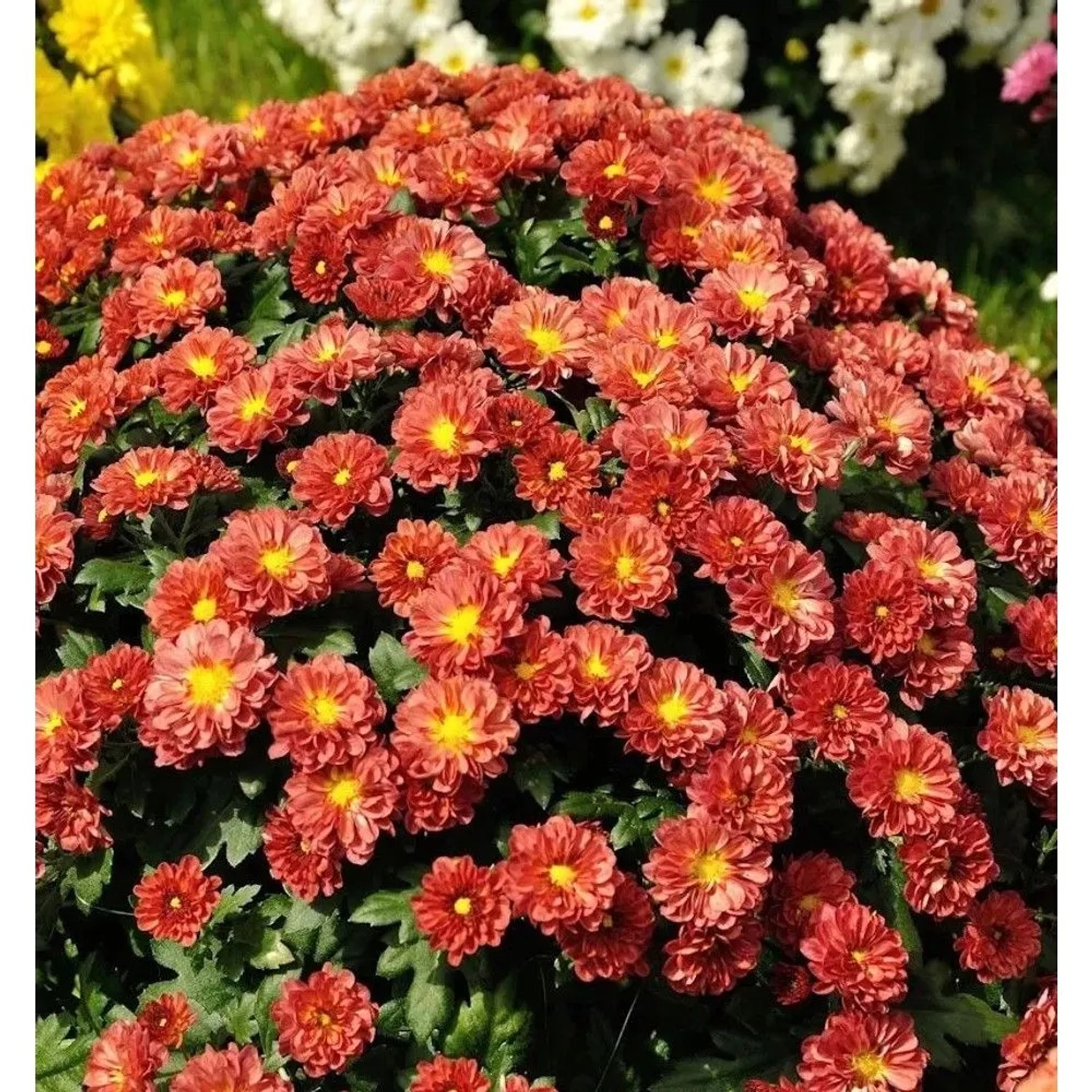 Winteraster Red Velvet - Chrysanthemum hortorum