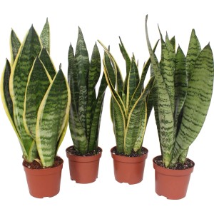 Verschiedene Bogenhanf-Sorten (Sansevieria Trifasciata) im braunen Topf, Zimmerpflanzen.