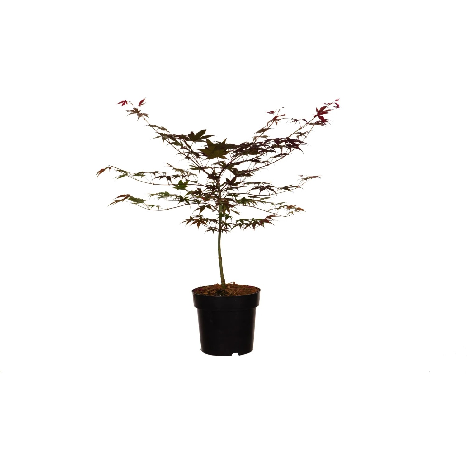 Fächerahorn "Atropurpureum" Höhe ca. 40 cm Topf ca. 4,5 l Acer palmatum