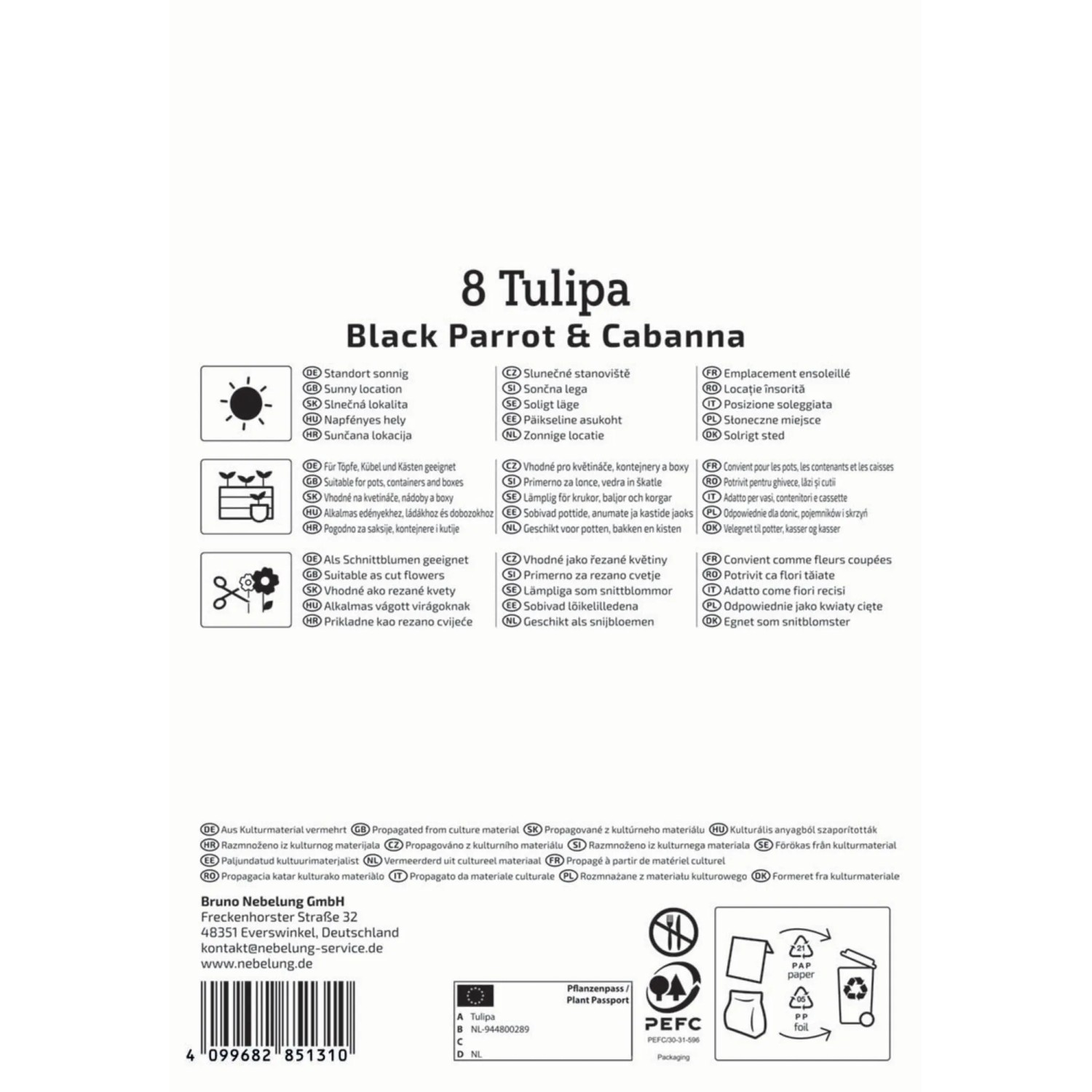 Kiepenkerl Tulpen-Mix Parrots Black & Rose, 8 Stück Blumenzwiebeln. Exotische, schwarz-rosa Blüten.