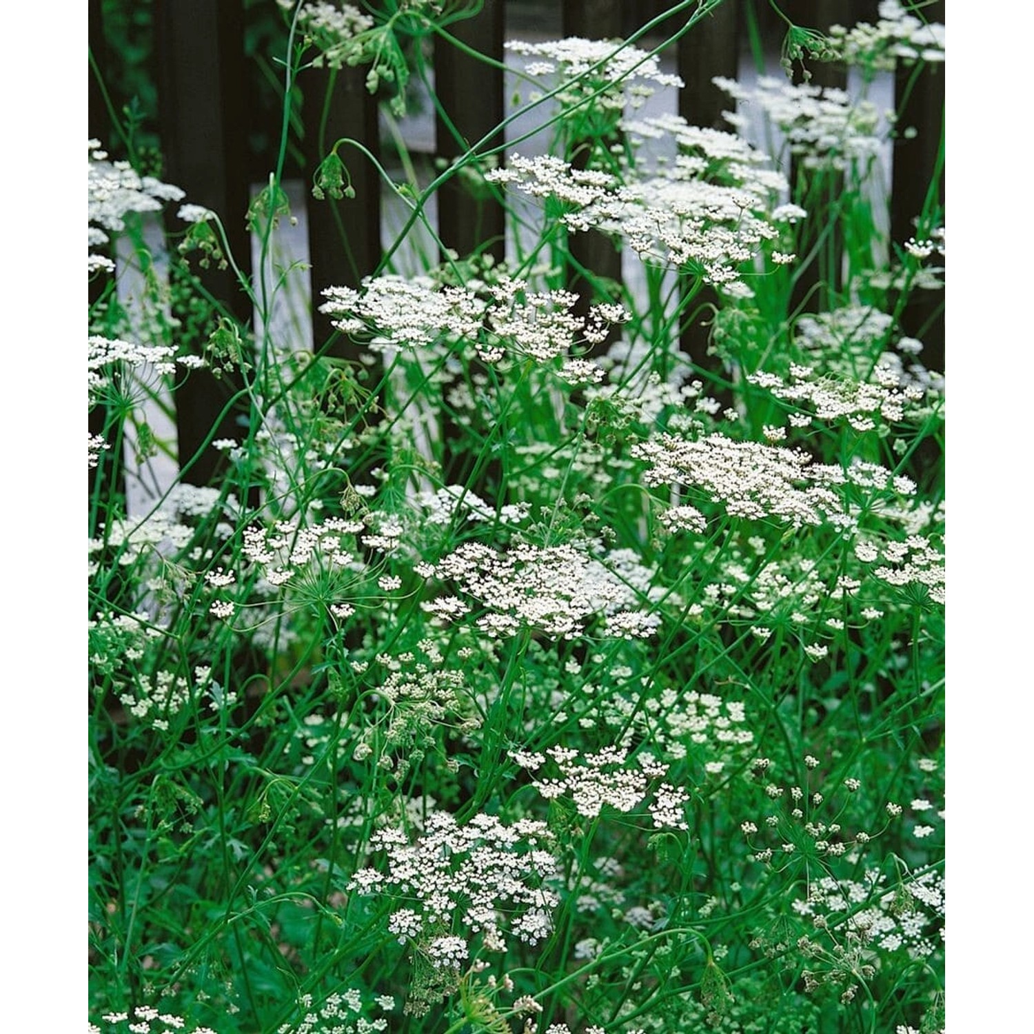 Pimpinella Saxifraga Kleine Bibernelle Ca. 9x9 cm Topf günstig online kaufen