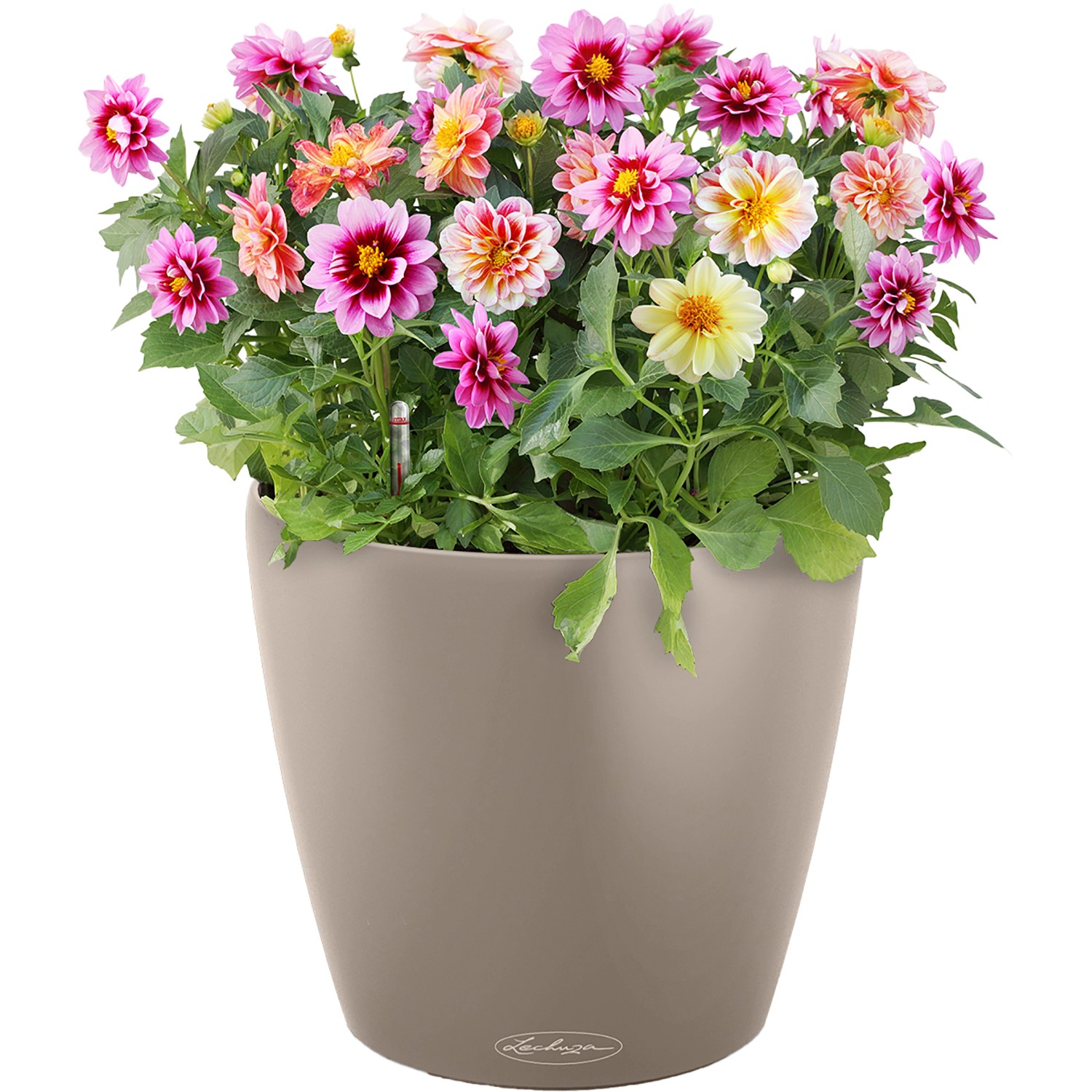 Lechuza Classico Color Pflanzgefäß, Ø 35 cm, sandbraun, mit bunten Dahlien bepflanzt.