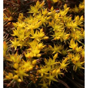Nahaufnahme der gelb blühenden Fetthenne 'Chocolate Ball' (Sedum hakonense).
