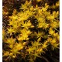 Nahaufnahme der gelb blühenden Fetthenne 'Chocolate Ball' (Sedum hakonense).