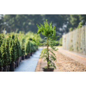 Japanische Sicheltanne 'Cristata' im Topf, grüne Nadeln, ca. 30-40 cm hoch.