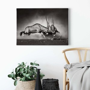 Schwarz-weißes Leinwandbild: Oryx Antilopen im Kampf. Moderne Tierfotografie für Wohnzimmer und Büro.