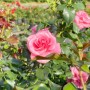 Rosa Strauchrose 'Dornröschenschloss Sababurg' mit rosa Blüte im Topf.