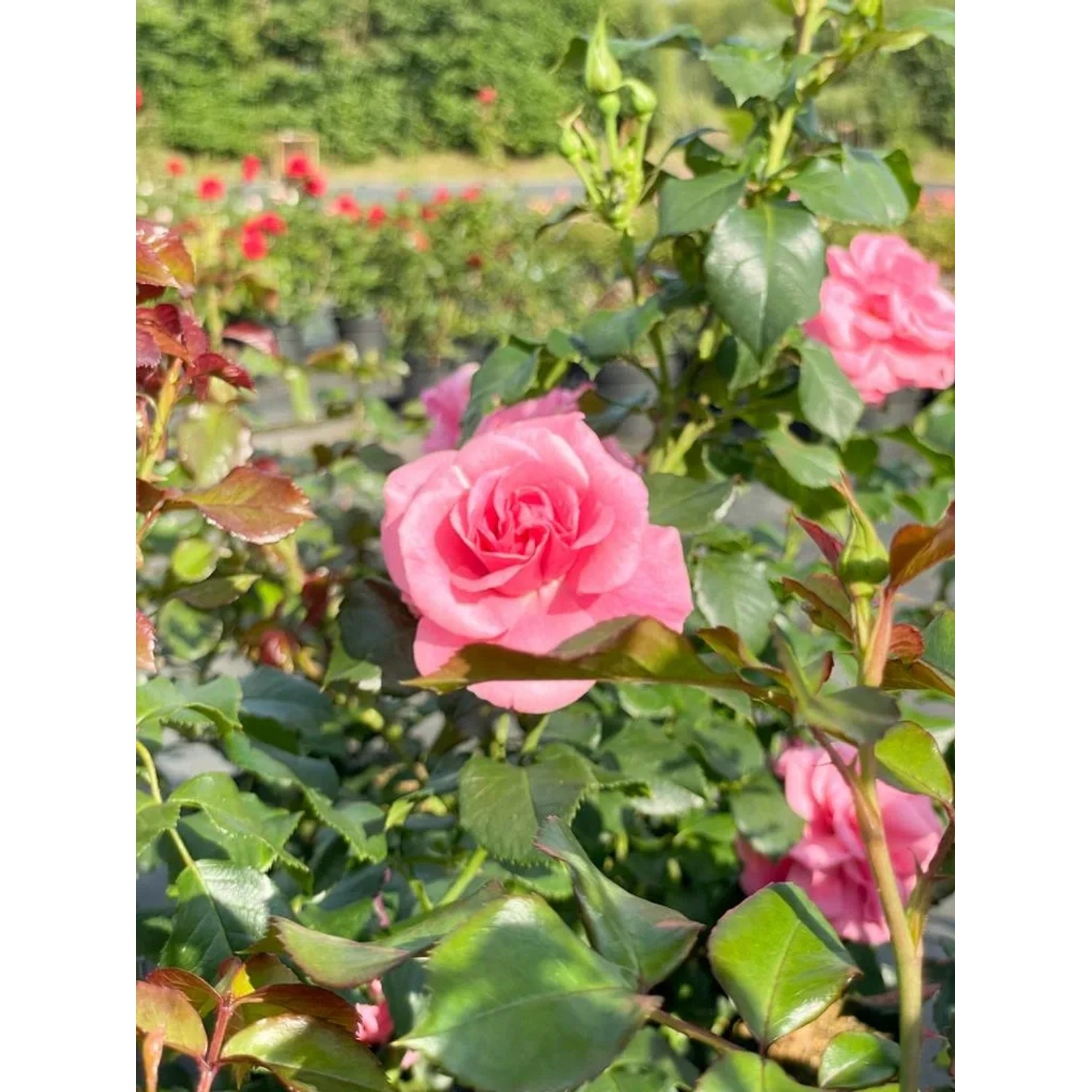 Rosa Strauchrose 'Dornröschenschloss Sababurg' mit rosa Blüte im Topf.