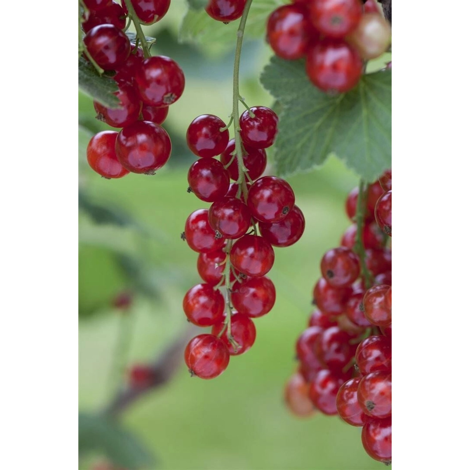 Ribes Rubrum Rosetta Rote Johannisbeere 40–60 Cm günstig online kaufen