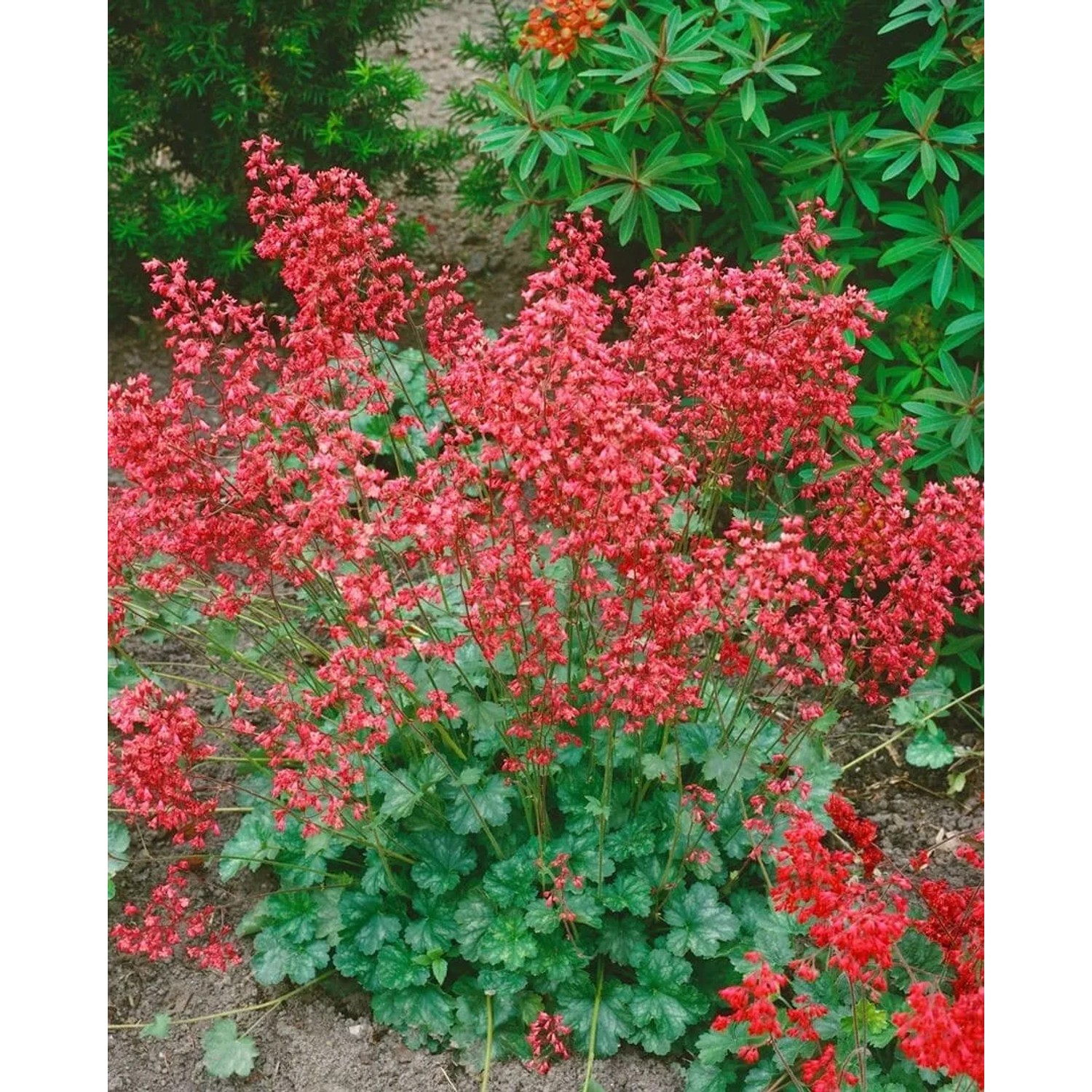 Heuchera Sanguinea Coral Forest Purpurglöckchen 2 Liter Container