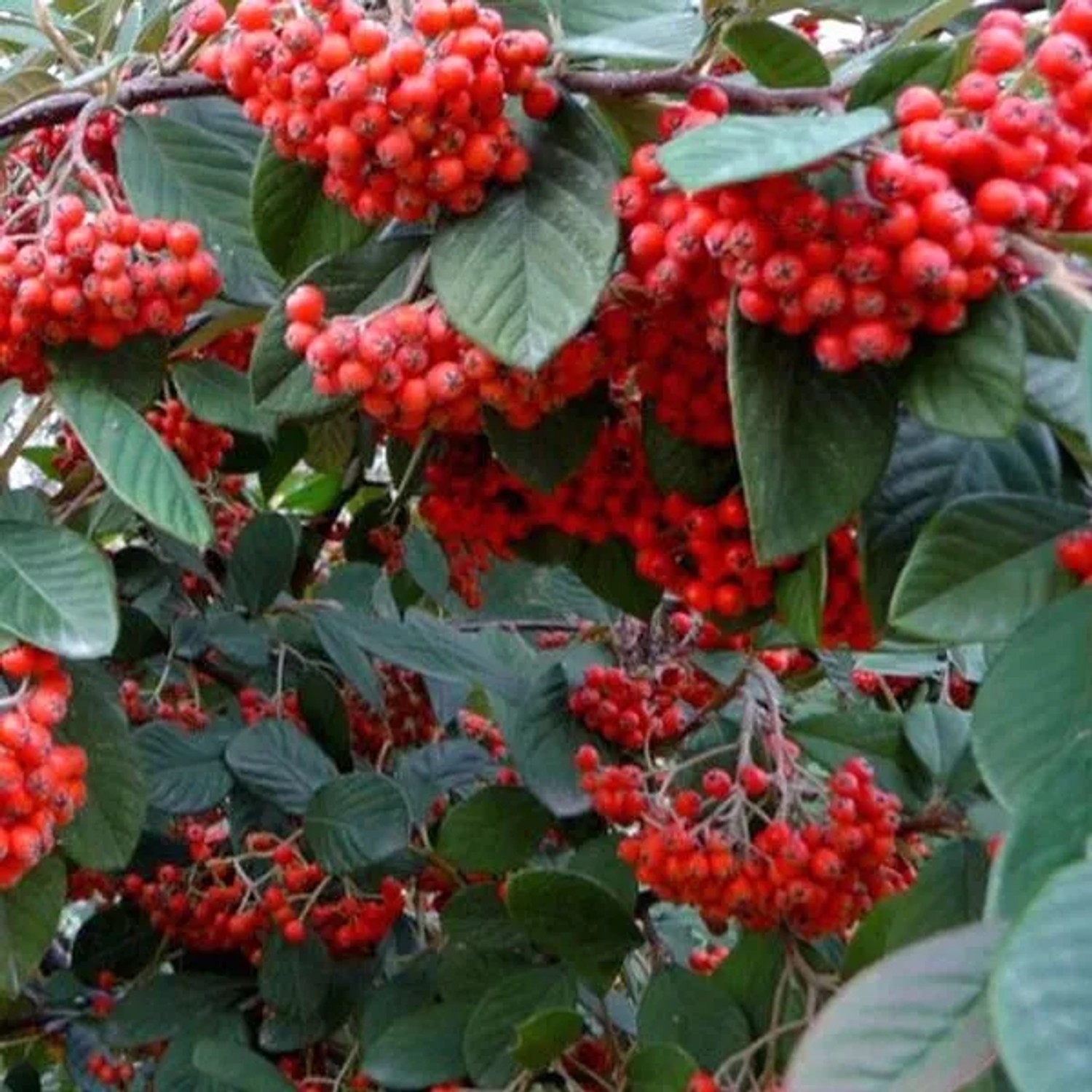 Fruchtmispel Cotoneaster,acteus 60 bis 80 cm im Container Immergrün