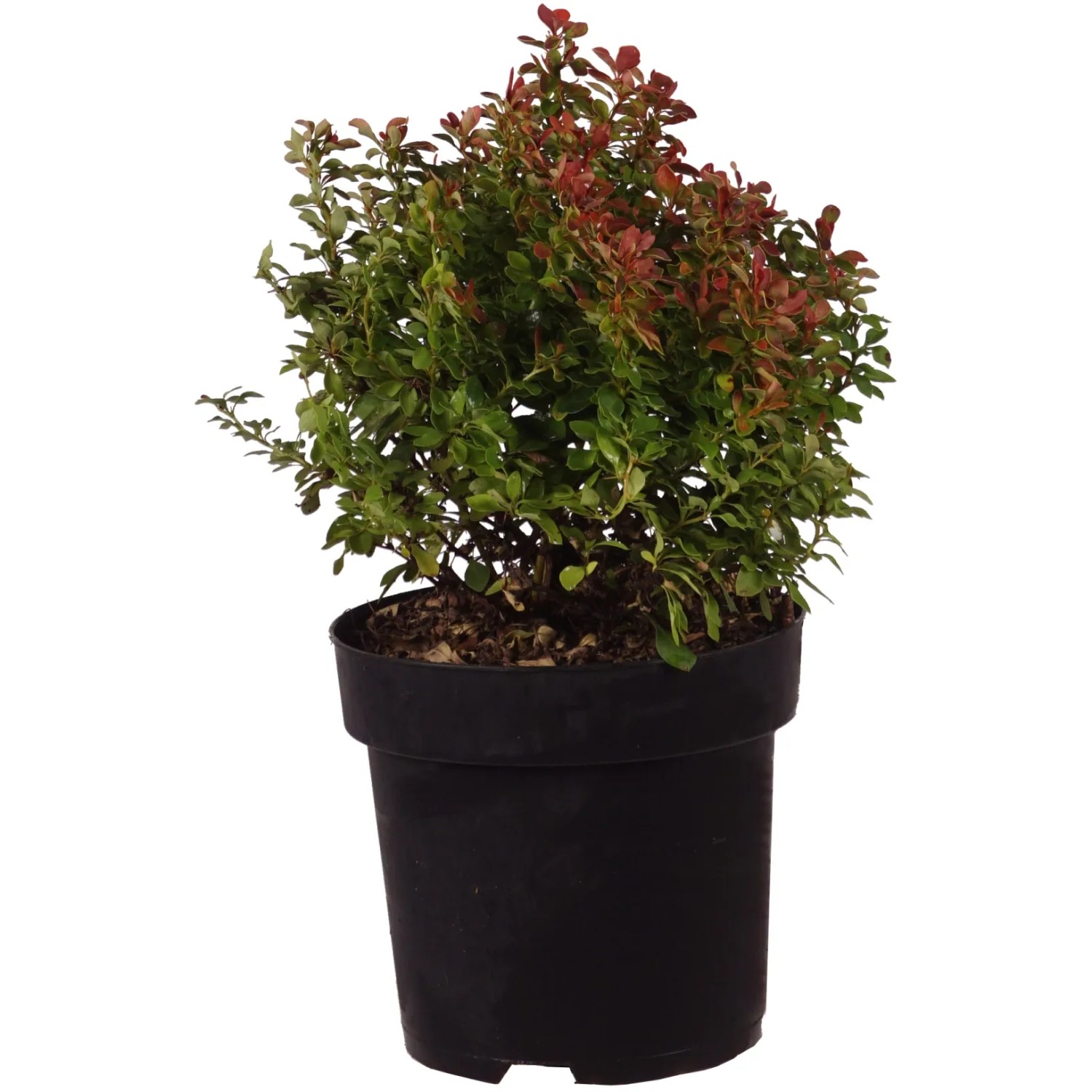 Thunberg-Berberitze "Admiration" Höhe ca. 20 cm Topf ca. 2,8 l Berberis
