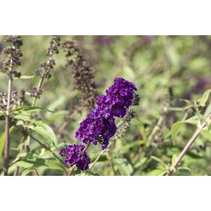 Nahaufnahme des tiefvioletten Schmetterlingsstrauchs 'Black Knight', 40-60 cm hoch.