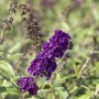 Nahaufnahme des tiefvioletten Schmetterlingsstrauchs 'Black Knight', 40-60 cm hoch.