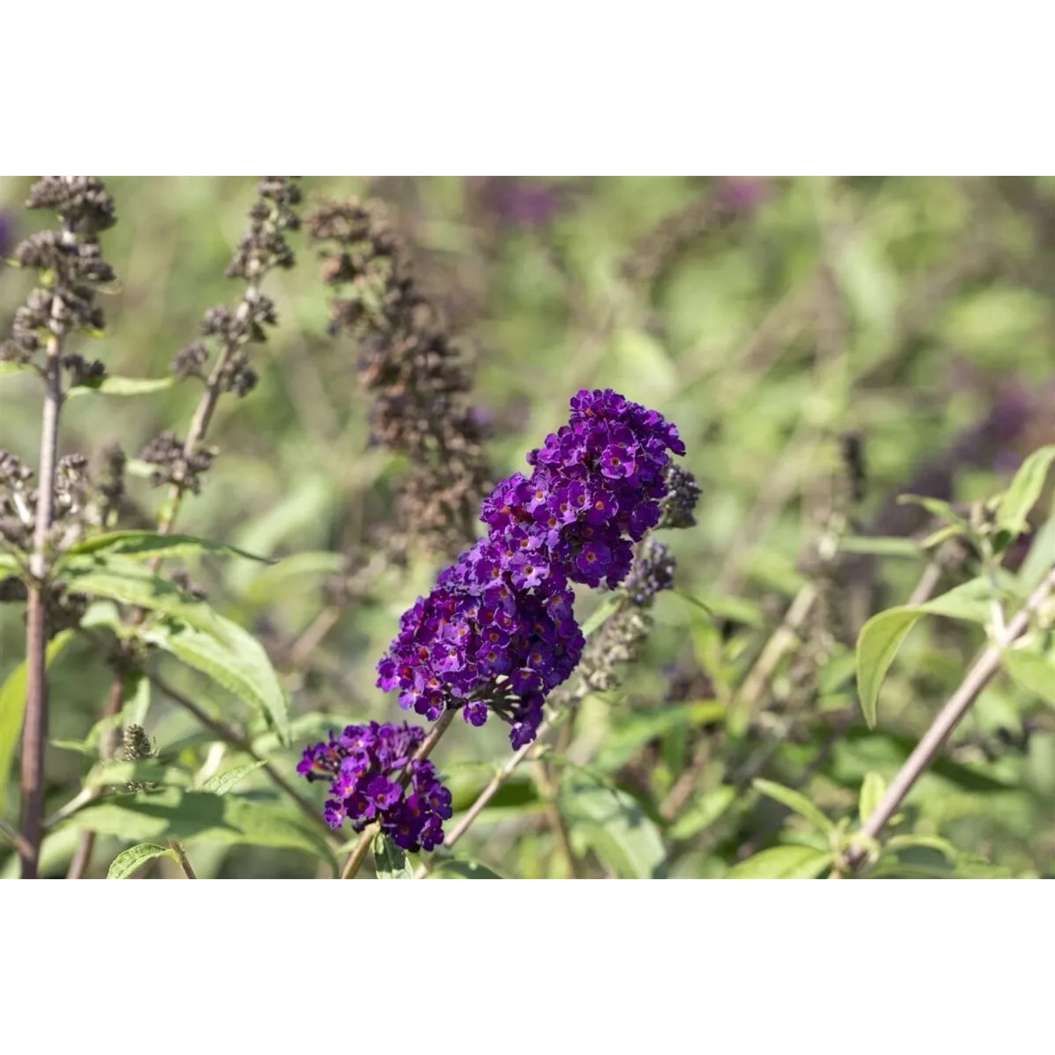 Nahaufnahme des tiefvioletten Schmetterlingsstrauchs 'Black Knight', 40-60 cm hoch.