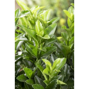 Immergrüner Euonymus 'Green Spire' im 9x9 cm Topf, ideal als Heckenpflanze mit glänzenden, grünen Blättern.