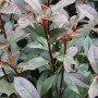 Nahaufnahme der kompakten Glanzmispel (Photinia fraseri) mit grünen und roten Blättern.