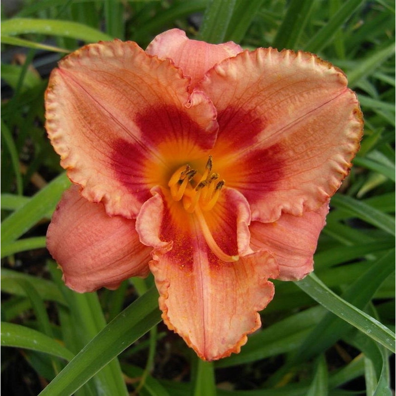 Taglilie Strawberry Candy - Hemerocallis cultorum günstig online kaufen