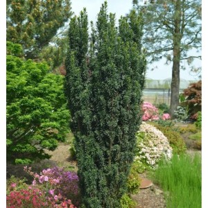 Dunkelgrüne Säuleneibe 'Pirat' (Taxus baccata), ca. 25-30 cm hoch.