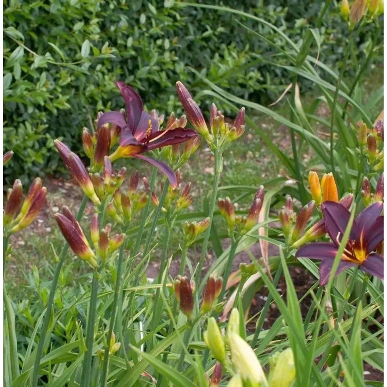 Taglilie Black Arrowhead - Hemerocallis