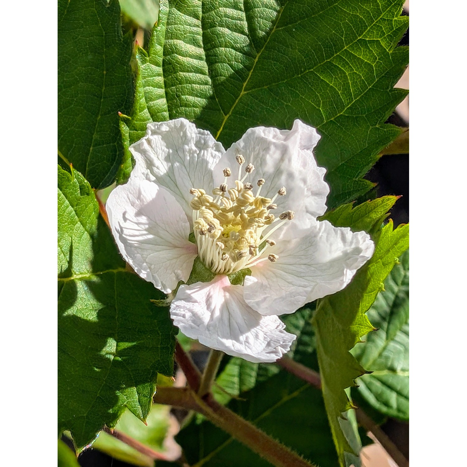 Brombeere Asterina 60 - 80 cm Rubus fruticosus agg.