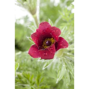 Nahaufnahme einer roten Küchenschelle (Pulsatilla Vulgaris) im 9x9 cm Topf, mit Wassertropfen auf den Blütenblättern.