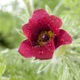 Nahaufnahme einer roten Küchenschelle (Pulsatilla Vulgaris) im 9x9 cm Topf, mit Wassertropfen auf den Blütenblättern.