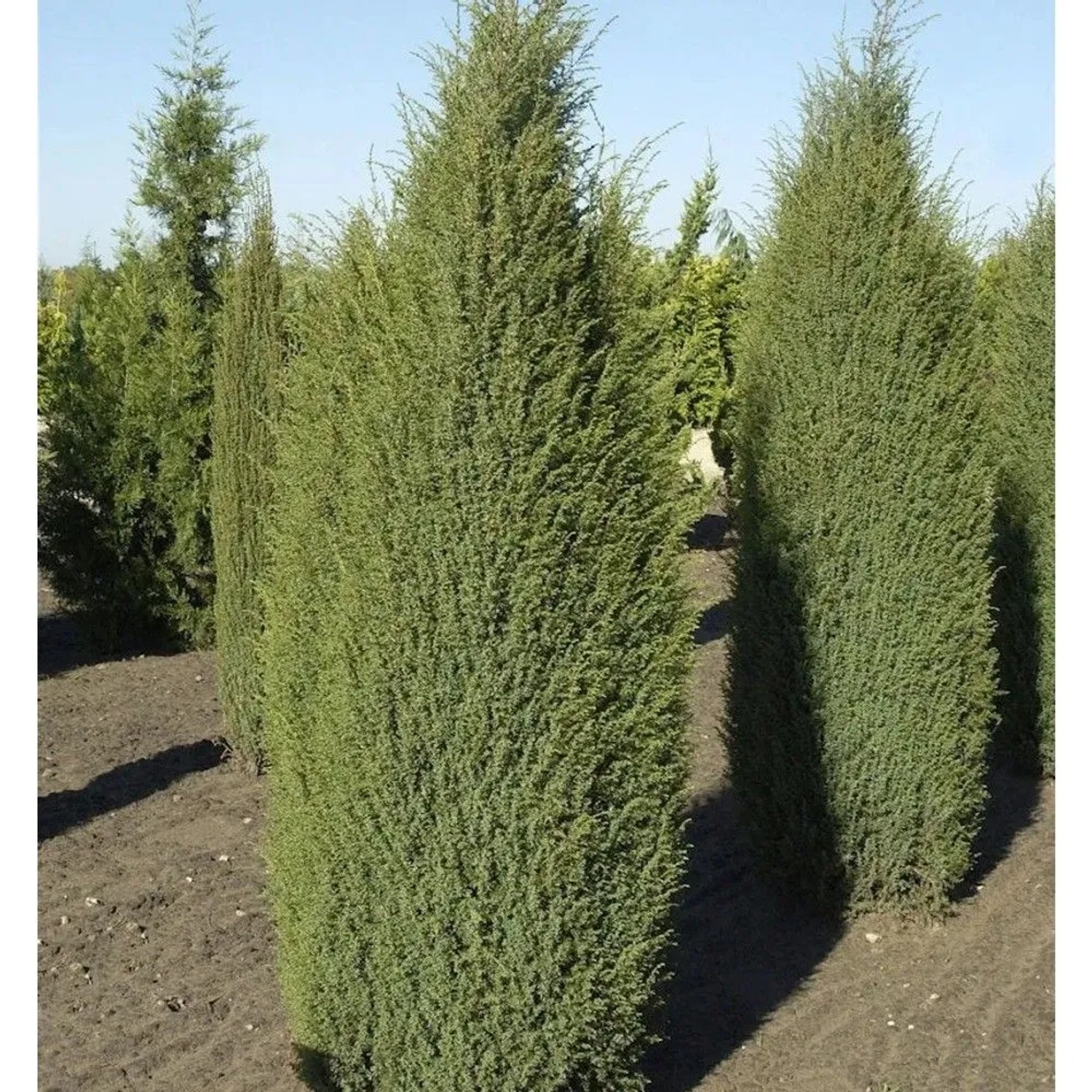 Irischer Säulenwacholder 80-100cm - Juniperus communis